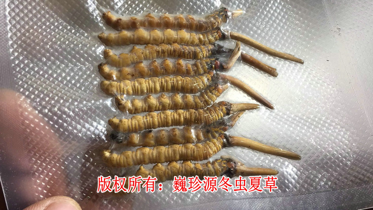 早產(chǎn)冬蟲(chóng)夏草,在新鮮冬蟲(chóng)夏草上市初期出現(xiàn)為數(shù)不少的早產(chǎn)冬蟲(chóng)夏草