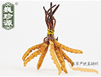 xĲ2l/ ڲ x؛r306Ԫ/