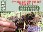 rxĲ շb 0.6/r60Ԫ/